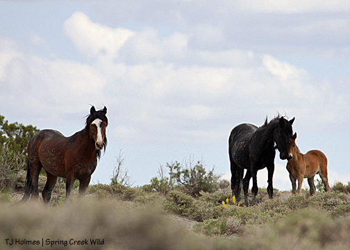 David, Shadow and Wind