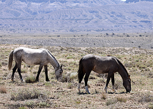 Two Boots and Cuatro