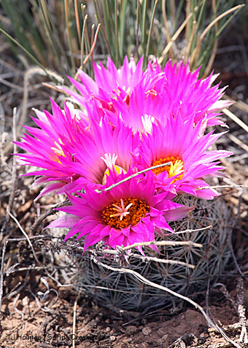 Cactus, blooming
