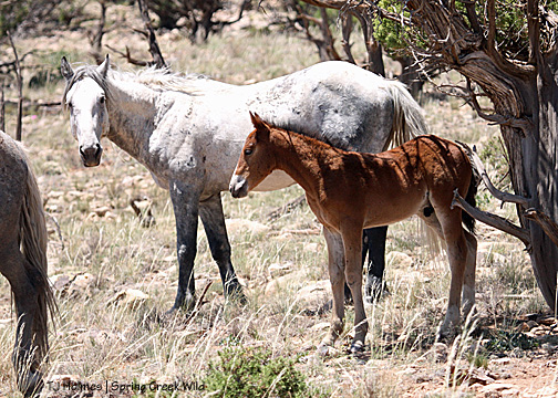 Gideon and daddy Steeldust
