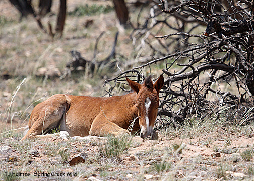 Gideon checks out the spot where stepdaddy Chrome rolled just minutes earlier.