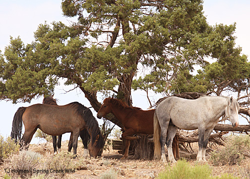 Chrome's band taking refuge from gnats under a juniper tree.