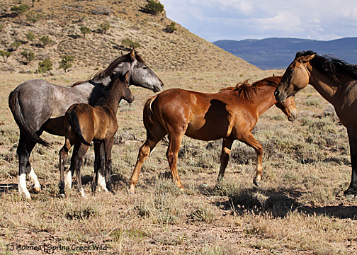 Cuatro, Rio chase Hayden