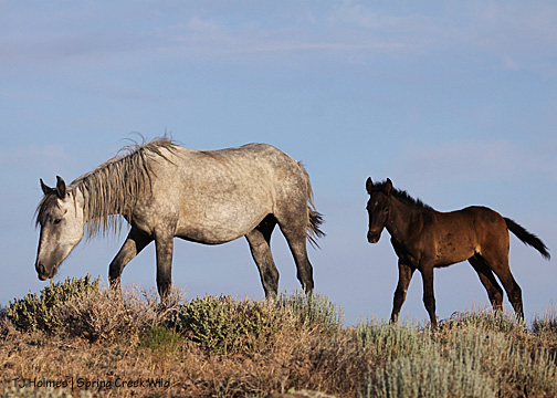 Two Boots and Rio on top of the world
