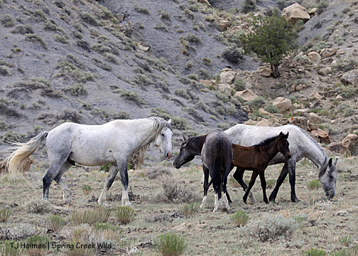 Chrome greeting Cuatro; Rio and Two Boots