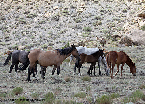 Cuatro, Jif, Rio, Two Boots and Hayden