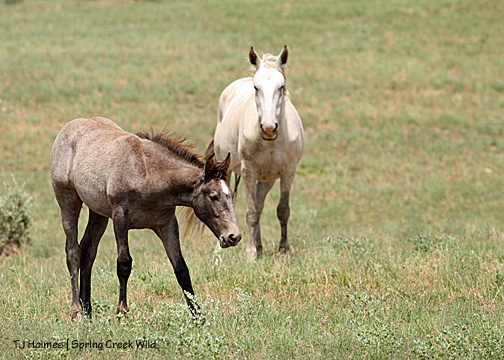 Gemma grazes while Houdini naps