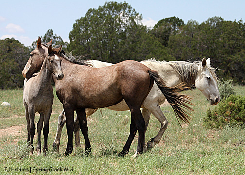 Gemma (almost 4 months), Terra (yearling) and mama Houdini