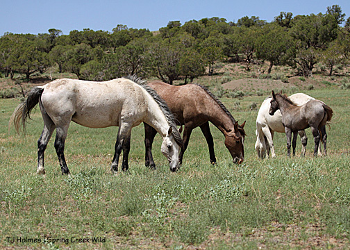 Grey's band: Grey, Terra, Gemma and Houdini