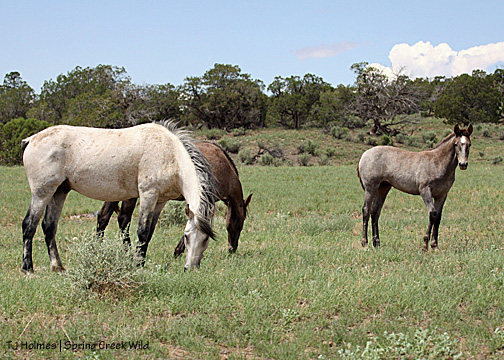Grey and his girls: Terra (yearling) and Gemma (almost 4 months)