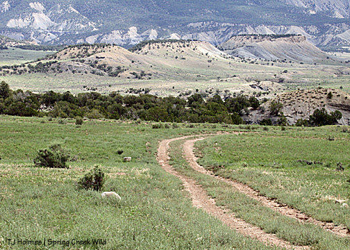 Lizard Mesa in the background; NW road in the foreground