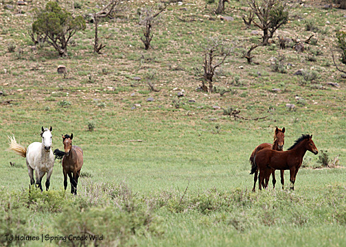 Seven's band: Seven, Ze, Roja and Spring