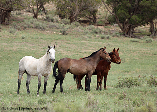 Seven's band: Seven, Ze,Springand Roja
