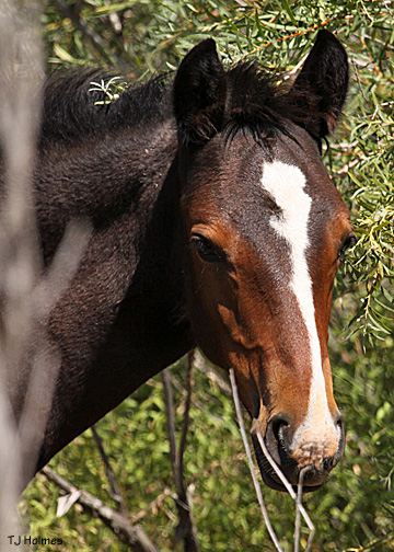 2010 colt of Seneca and Admiral