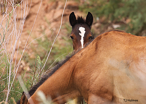 2010 colt of Seneca and Admiral