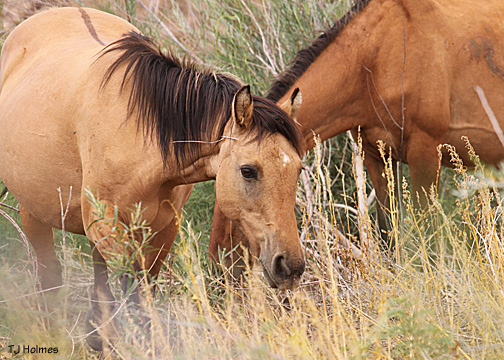 Hightail, Admiral's dam