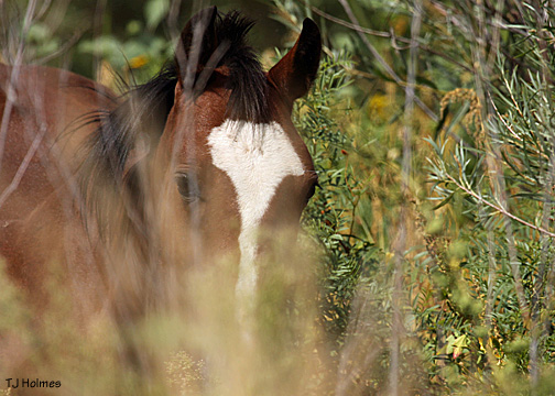 Jesse James, yearling colt of Admiral and Seneca