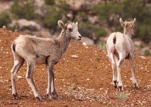 Bighorn sheep lambs