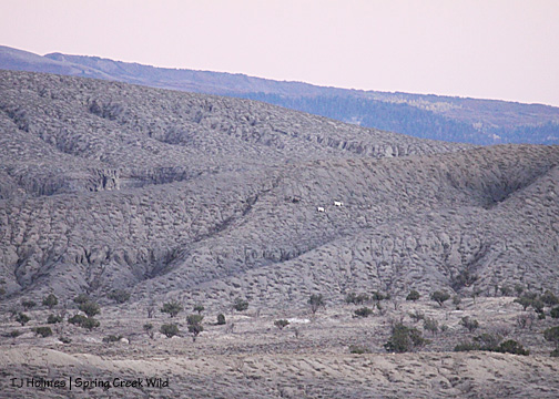 Grey's band high up on the western side of Flat Top.