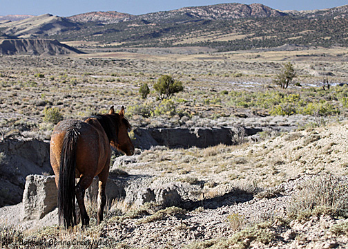 Jif looks over the basin (looking northwestish)