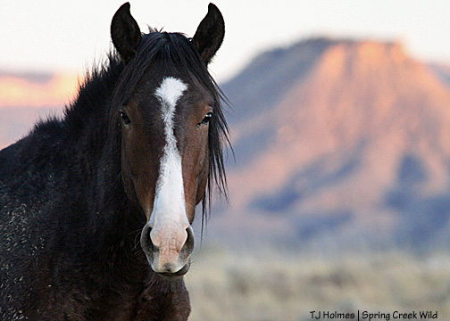 Pinon, 2-year-old colt