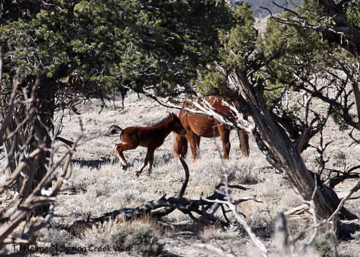 Roja's foal running circles