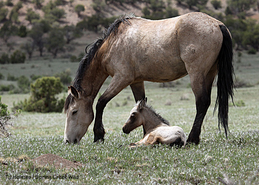 Kestrel grazes while Winona naps.