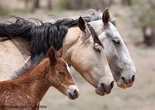 Gideon, Luna and Butch