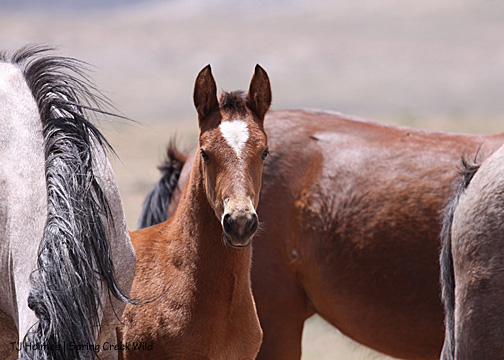 Tenaz surrounded by Piedra, Sage and Baylee