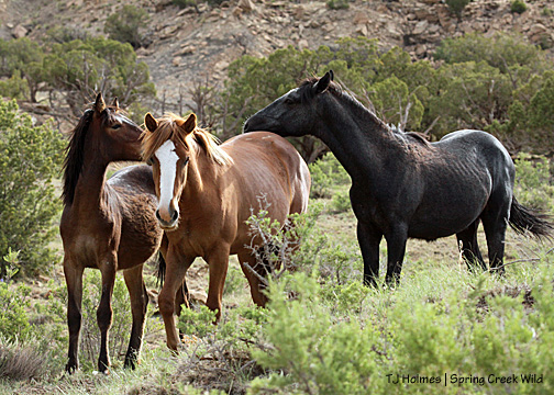 Liberty, Gaia and Whisper