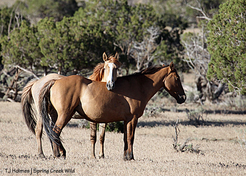Mona and Kootenai in a rare moment of affection