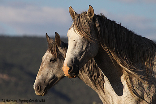 Chrome and Two Boots