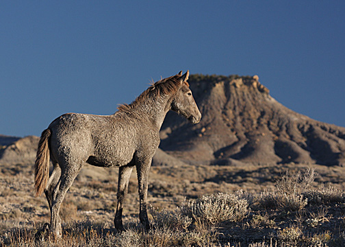 Gemma, Brumley Point