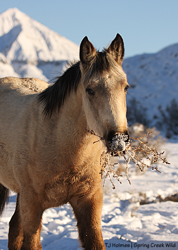 Winona with tumbleweed (Russian thistle)