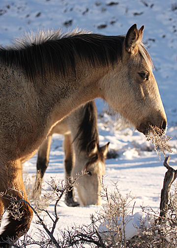Winona with tumbleweed (Russian thistle)