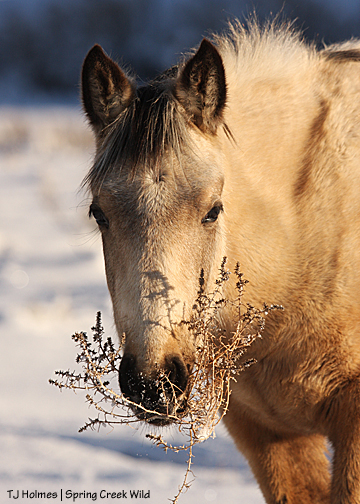 Winona with tumbleweed (Russian thistle)