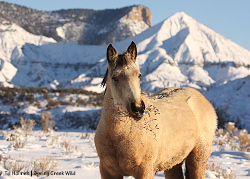 Winona with tumbleweed (Russian thistle)
