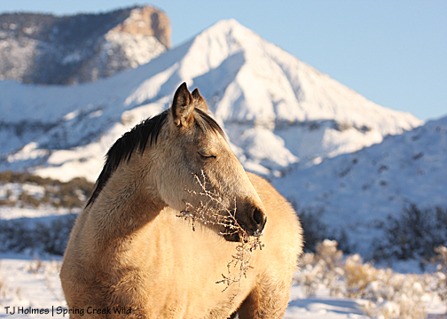 Winona with tumbleweed (Russian thistle)