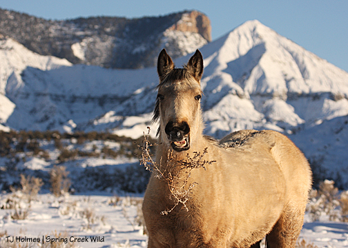 Winona with tumbleweed (Russian thistle)