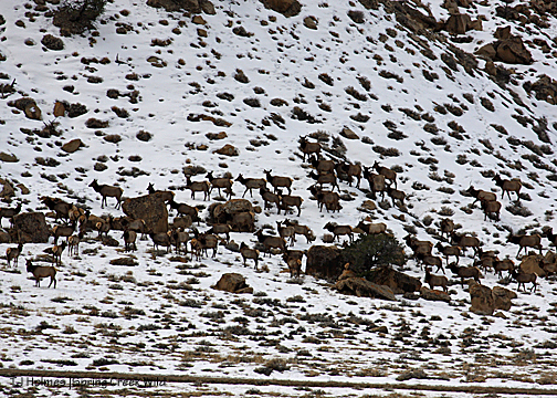 Elk at NW base of Filly Peak