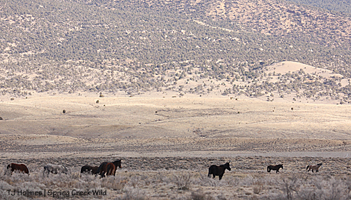 Hook's watch Mouse and Storm, bringing up the rear.