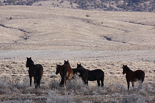 Hook's band watches Luna lead the way toward them.
