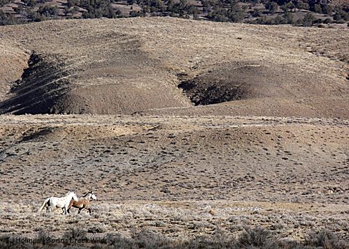 Steeldust chasing Mouse (esat-west hill in background)