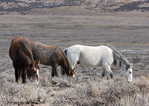 Terra, Gemma and Grey