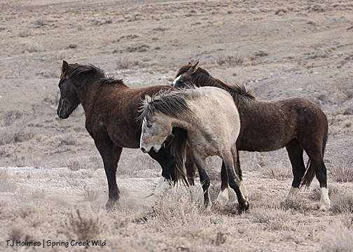 Twister and Storm and Cuatro