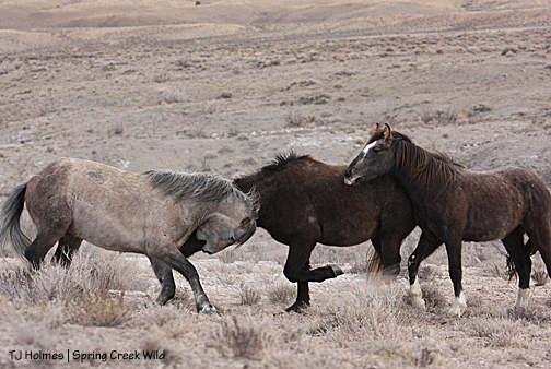 Twister and Storm and Cuatro