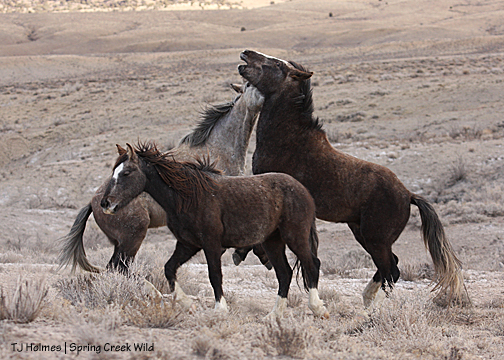 Twister and Storm and Cuatro