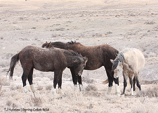 Twister and Storm and Cuatro