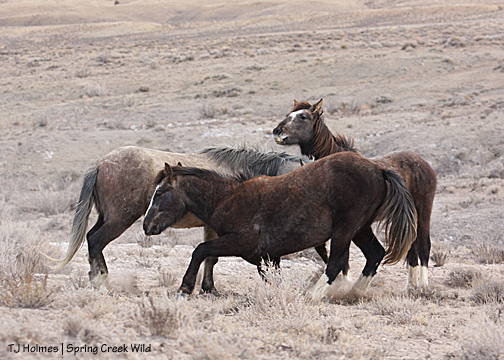 Twister and Storm and Cuatro