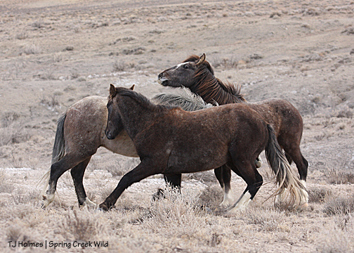 Twister and Storm and Cuatro